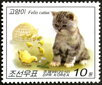 Felis catus