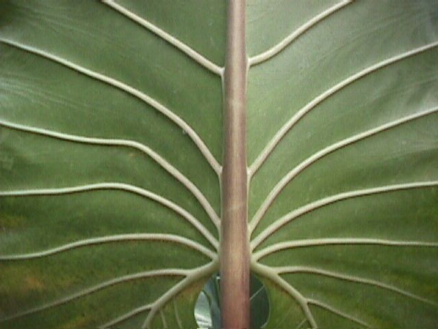leaf